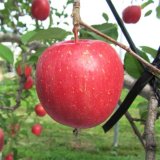 昂林(弘前ふじ)　最高級品/5kg