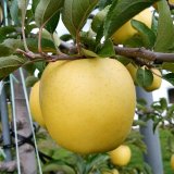 シナノゴールド　家庭用/10kg