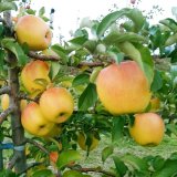 ぐんま名月　家庭用/10kg