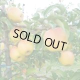 ぐんま名月　家庭用/10kg