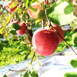 画像1: サンつがる　最高級品/10kg