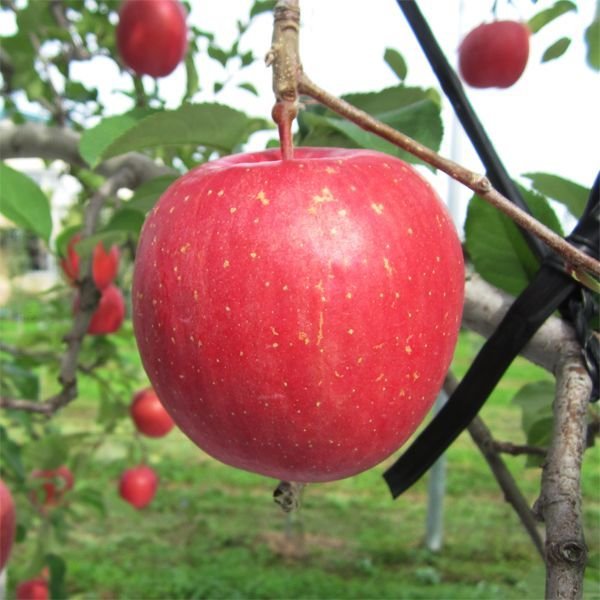 画像1: 昂林(弘前ふじ)　最高級品/3kg (1)