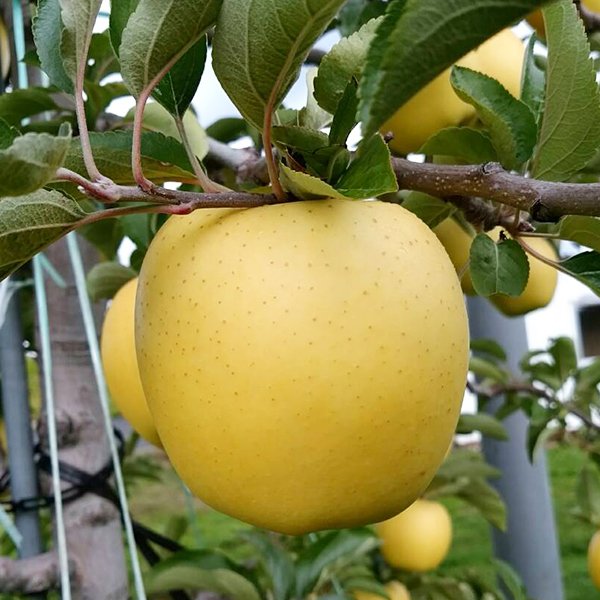 画像1: シナノゴールド　家庭用/5kg (1)