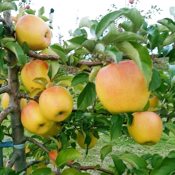 画像1: ぐんま名月　最高級品/10kg (1)