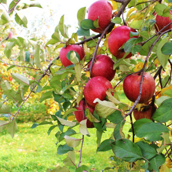 画像1: 葉とらずサンふじ/5kg (1)