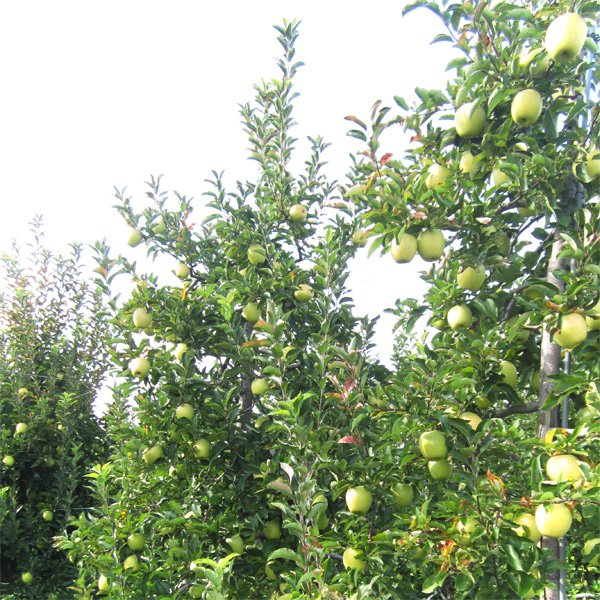 画像1: 王林　家庭用/5kg (1)