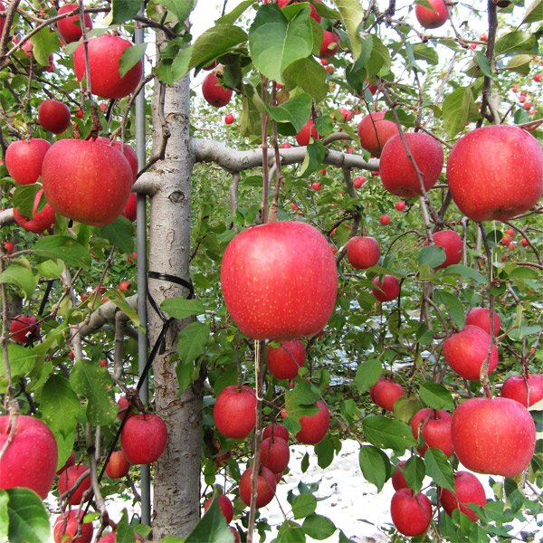 画像1: サンふじ　家庭用/5kg (1)