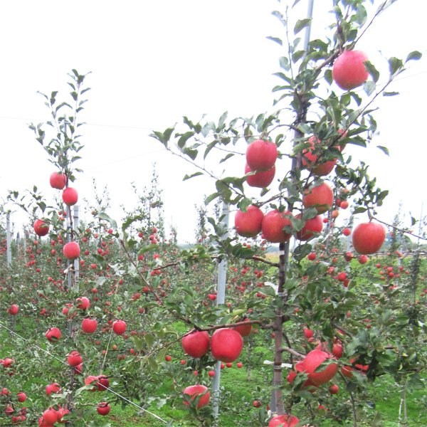 画像1: シナノスイート　最高級品/10kg (1)