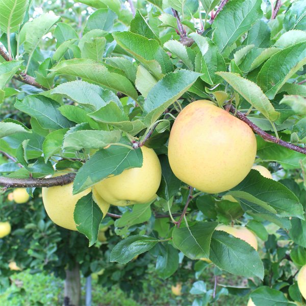 画像1: トキ　最高級品/3kg (1)